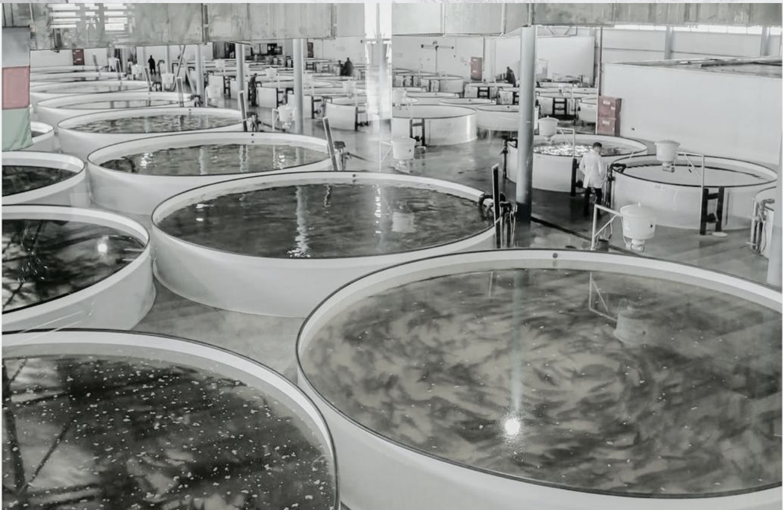 Sistema de acuicultura cerrado (RAS) de Caspian Soul Caviar en Neftchala